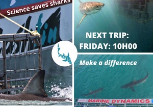 Next Marine Dynamics Shark Cage Diving Trip:Â Friday, 20 August 2021