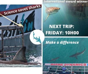 Next Marine Dynamics Shark Cage Diving Trip:Â Friday, 20 August 2021