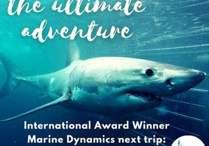 Next Marine Dynamics Shark Cage Diving Trip:Â Saturday, 21 August 2021