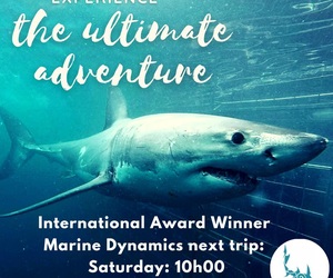 Next Marine Dynamics Shark Cage Diving Trip:Â Saturday, 21 August 2021