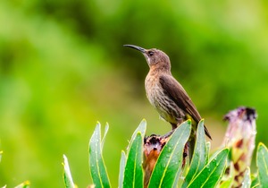 Whale Huys Oceanside Eco Villa Is Birder-Friendly