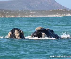 Spectacular Sightings