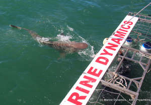 Next Marine Dynamics Shark Cage Diving Trip: Wednesday, 25 August 2021