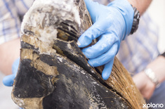 hermanus_ngo_the_whale_unit_whale_rostrum_sample_1629891190