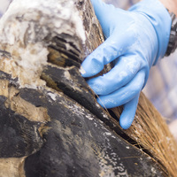 Whale Rostrum Sample - The Whale Unit - Xplorioâ„¢ Hermanus