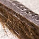 Baleen Samples - The Whale Unit - Xplorioâ„¢ Hermanus