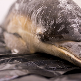 Strandings Research - The Whale Unit - Xplorioâ„¢ Hermanus