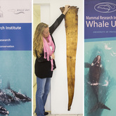 Research of Mammals - The Whale Unit - Xplorioâ„¢ Hermanus
