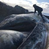 Strandings - The Whale Unit - Xplorioâ„¢ Hermanus