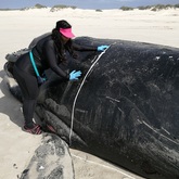 Strandings Research - The Whale Unit - Xplorioâ„¢ Hermanus
