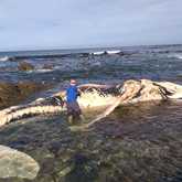 The Whale Unit - Xplorioâ„¢ Hermanus