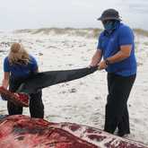 The Whale Unit - Xplorioâ„¢ Hermanus