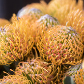 Stanford - Stanford Hills Estate - Fresh Cut Flowers