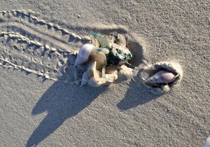 On the Beach: From Far and Wide