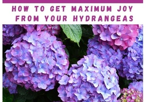 1 September 2021:Â 2.5 Hour Pruning Workshop