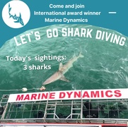 Next Marine Dynamics Shark Cage Diving Trip: Thursday, 2 September 2021