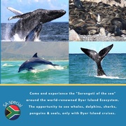 Next Dyer Island Marine Big 5 Tour:Â Thursday, 2 September 2021