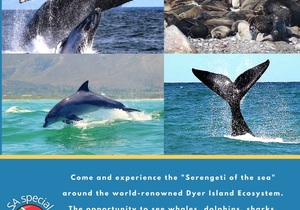 Next Dyer Island Marine Big 5 Tour:Â Thursday, 2 September 2021