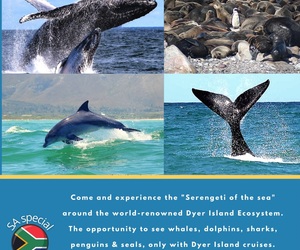 Next Dyer Island Marine Big 5 Tour:Â Thursday, 2 September 2021