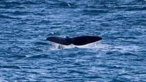 Where are the whales?