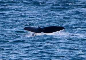 Where are the whales?