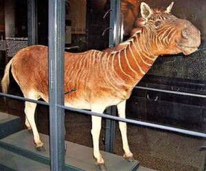 Kaapse Quaggas van ouds het in Europese dieretuine en museums beland