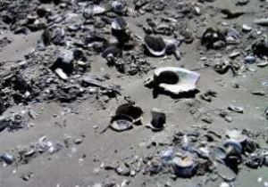 Wie was die Strandlopers van ouds?