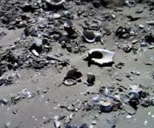 Wie was die Strandlopers van ouds?