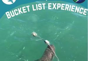 Next Marine Dynamics Shark Cage Diving Trip: 11 September 2021