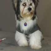 Dog Grooming - Claws & Paws - Xplorioâ„¢ Gansbaai