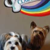 Dog Grooming - Claws & Paws - Xplorioâ„¢ Gansbaai