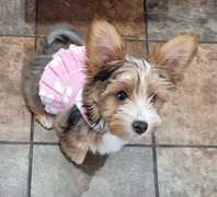 Baby Yorkies got their first groom!