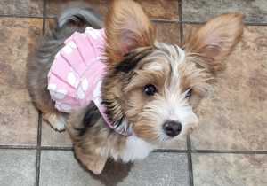 Baby Yorkies got their first groom!