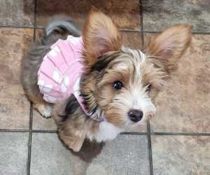 Baby Yorkies got their first groom!