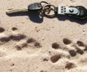 Cape clawless otter tracks