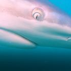 Bronze Whaler Sharks - Marine Dynamics Shark Tours - Xplorioâ„¢ Gansbaai