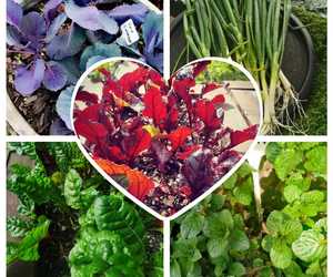 Our New Season's Herbs and Vegetables