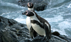 Penguin Event Cancelled - Gansbaai Daily News