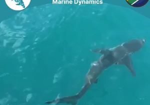 Next Marine Dynamics Shark Cage Diving Trip: 21 September 2021