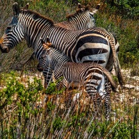 Zebras - Cape Nature- Xplorioâ„¢ Hermanus