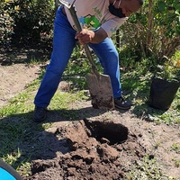 Planting Tree - Cape Nature - Xplorioâ„¢ Hermanus