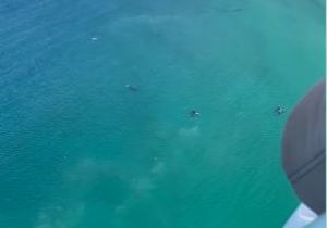 Second Aerial Survey