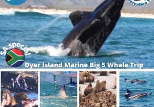 Next Dyer Island Marine Big 5 Tour: 21 September 2021