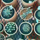 Nursery in Stanford - Riverland Garden Centre - Xplorioâ„¢ Stanford