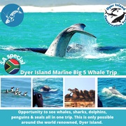 Next Dyer Island Marine Big 5 Tour: 22 September 2021