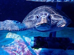 FISHERMEN, BEACH WALKERS ASKED TO LOOK OUT FOR STRANDED TURTLES