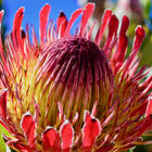 Baardskeerdersbos - Seeff Pearly Beach - Xplorioâ„¢ Gansbaai