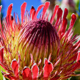 Baardskeerdersbos - Seeff Pearly Beach - Xplorioâ„¢ Gansbaai