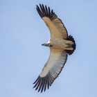 Vulture Viewing at De Hoop - De Hoop Collection - Xplorioâ„¢ Bredasdorp