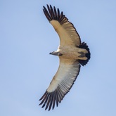 Vulture Viewing at De Hoop - De Hoop Collection - Xplorioâ„¢ Bredasdorp